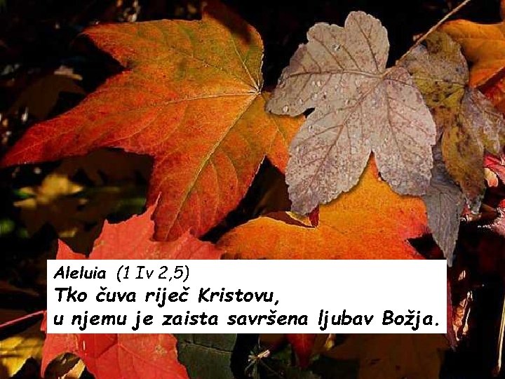 Aleluia (1 Iv 2, 5) Tko čuva riječ Kristovu, u njemu je zaista savršena Aleluia (1 Iv 2, 5) Tko čuva riječ Kristovu, u njemu je zaista savršena