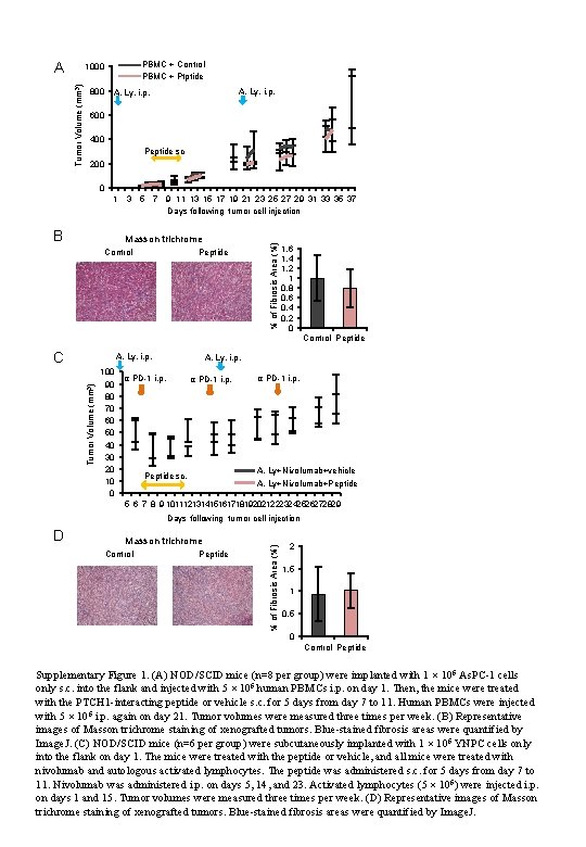 A PBMC + Control PBMC + Ptptide Tumor Volume (mm 3) 1000 800 A.