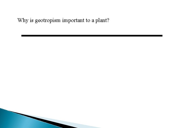 Why is geotropism important to a plant? 