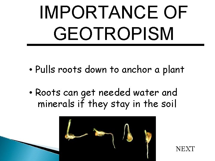 IMPORTANCE OF GEOTROPISM • Pulls roots down to anchor a plant • Roots can