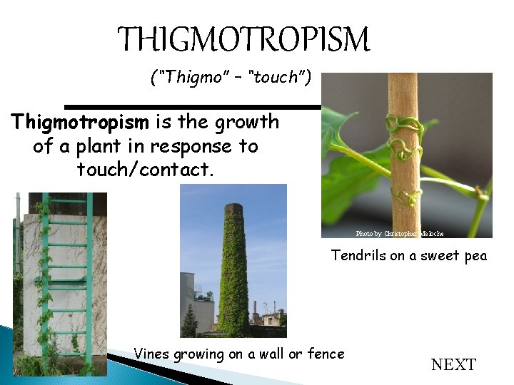 THIGMOTROPISM (“Thigmo” – “touch”) Thigmotropism is the growth of a plant in response to