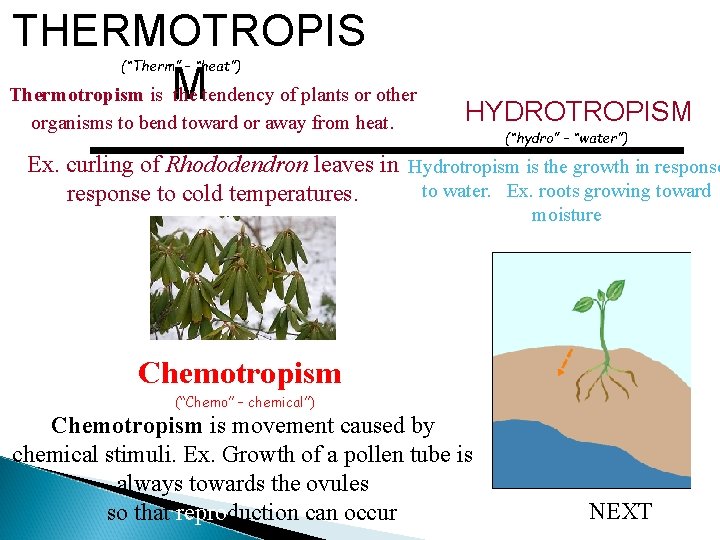 THERMOTROPIS Thermotropism is M the tendency of plants or other (“Therm” – “heat”) organisms