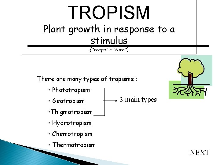TROPISM Plant growth in response to a stimulus (“tropo” – ”turn”) There are many