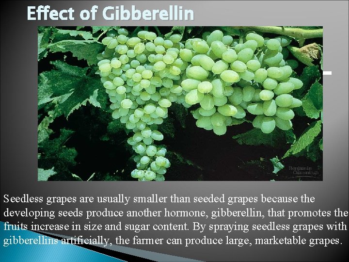 Effect of Gibberellin Seedless grapes are usually smaller than seeded grapes because the developing