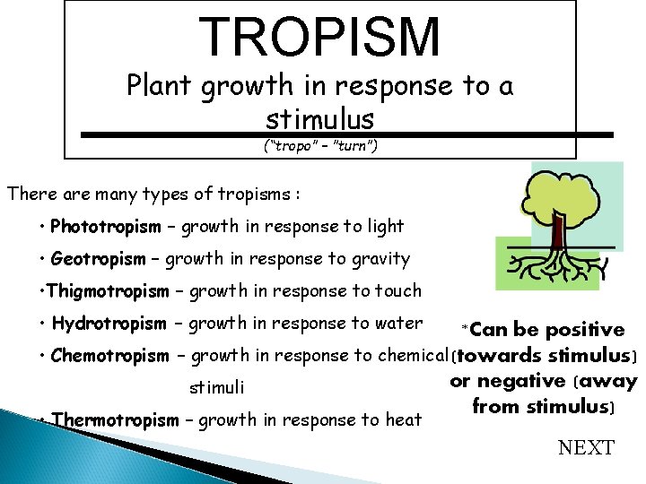 TROPISM Plant growth in response to a stimulus (“tropo” – ”turn”) There are many