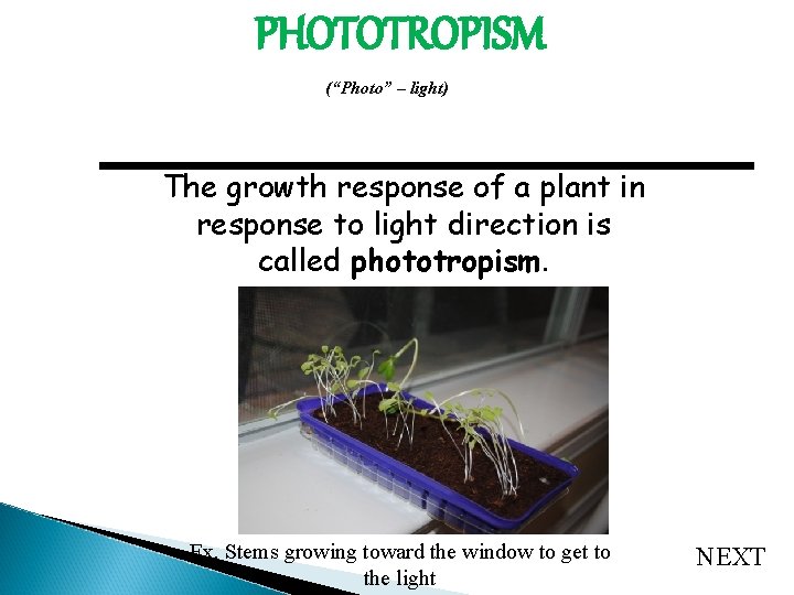 PHOTOTROPISM (“Photo” – light) The growth response of a plant in response to light