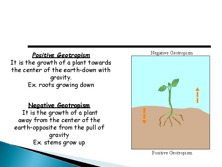 Positive Geotropism It is the growth of a plant towards the center of the