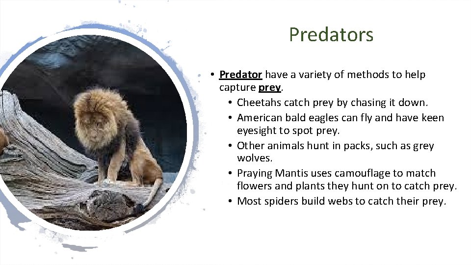 Predators • Predator have a variety of methods to help capture prey. • Cheetahs Predators • Predator have a variety of methods to help capture prey. • Cheetahs