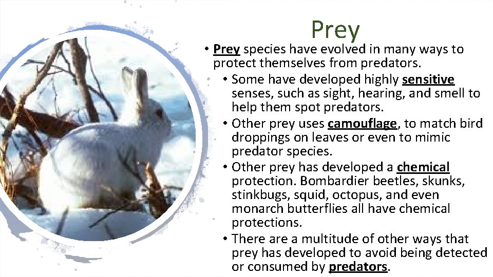 Prey • Prey species have evolved in many ways to protect themselves from predators. Prey • Prey species have evolved in many ways to protect themselves from predators.