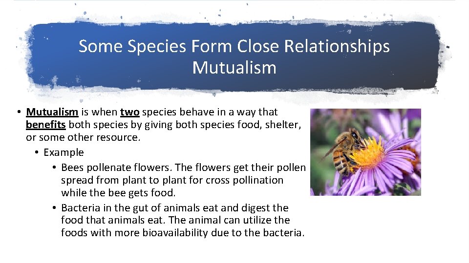 Some Species Form Close Relationships Mutualism • Mutualism is when two species behave in Some Species Form Close Relationships Mutualism • Mutualism is when two species behave in