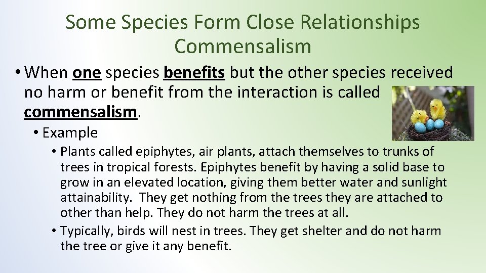 Some Species Form Close Relationships Commensalism • When one species benefits but the other Some Species Form Close Relationships Commensalism • When one species benefits but the other
