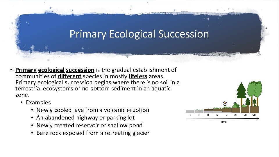 Primary Ecological Succession • Primary ecological succession is the gradual establishment of communities of Primary Ecological Succession • Primary ecological succession is the gradual establishment of communities of