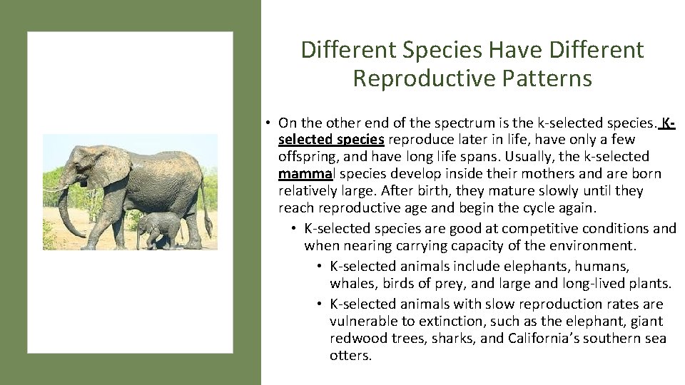 Different Species Have Different Reproductive Patterns • On the other end of the spectrum Different Species Have Different Reproductive Patterns • On the other end of the spectrum