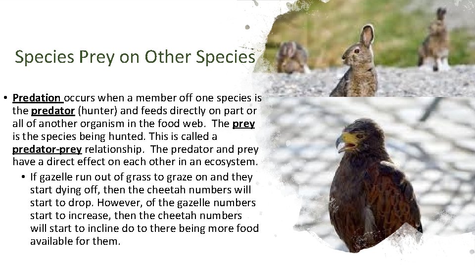 Species Prey on Other Species • Predation occurs when a member off one species Species Prey on Other Species • Predation occurs when a member off one species