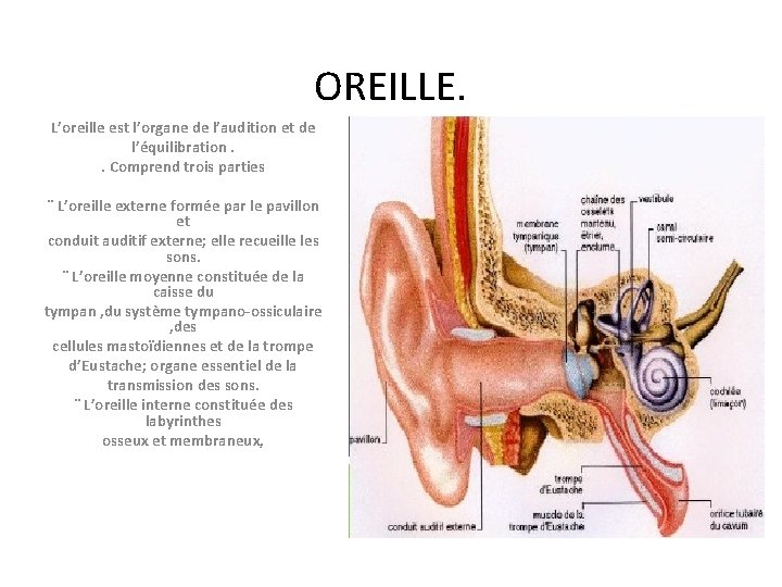 OREILLE. L’oreille est l’organe de l’audition et de l’équilibration. . Comprend trois parties ¨