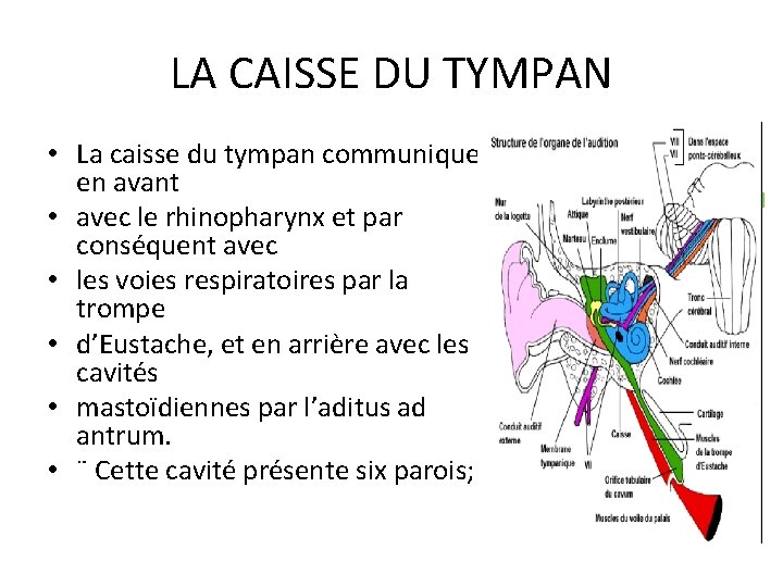 LA CAISSE DU TYMPAN • La caisse du tympan communique en avant • avec