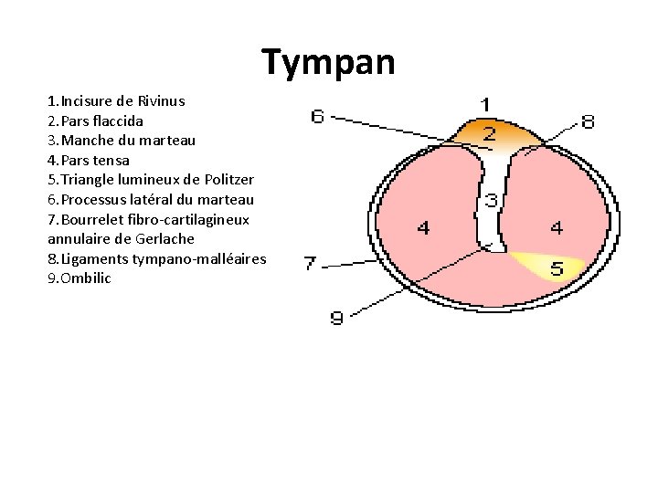 Tympan 1. Incisure de Rivinus 2. Pars flaccida 3. Manche du marteau 4. Pars