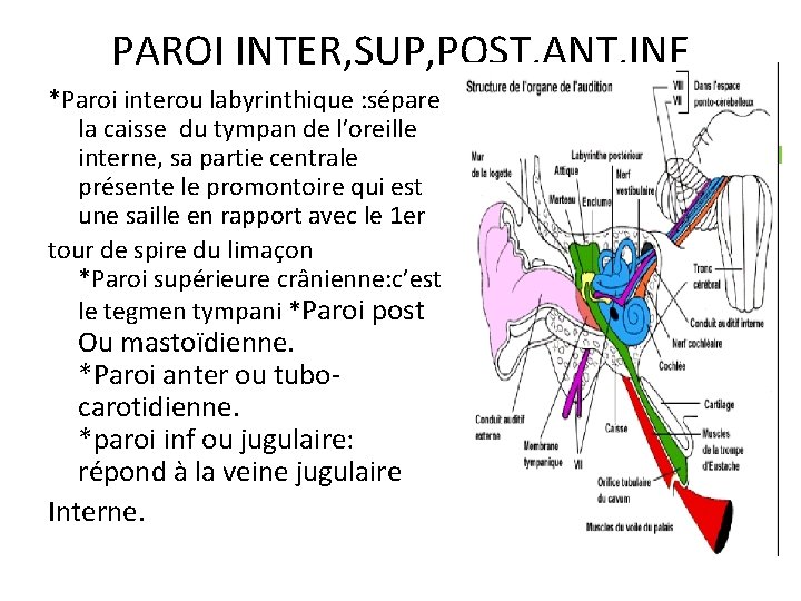 PAROI INTER, SUP, POST, ANT, INF *Paroi interou labyrinthique : sépare la caisse du