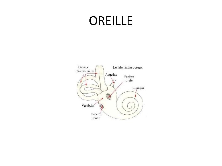 OREILLE 