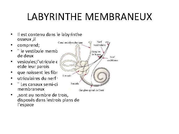 LABYRINTHE MEMBRANEUX • Il est contenu dans le labyrinthe osseux , il • comprend;