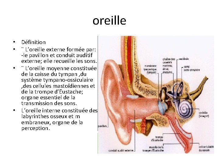 oreille • Définition • ¨ L’oreille externe formée par: -le pavillon et conduit auditif