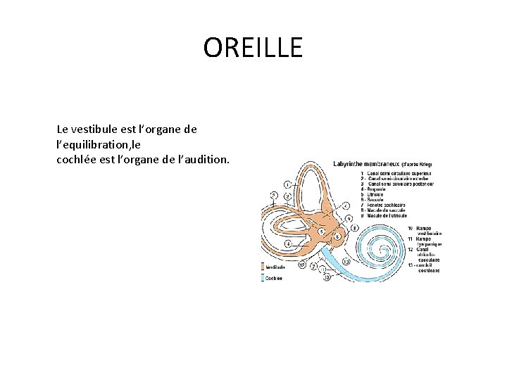 OREILLE Le vestibule est l’organe de l’equilibration, le cochlée est l’organe de l’audition. 