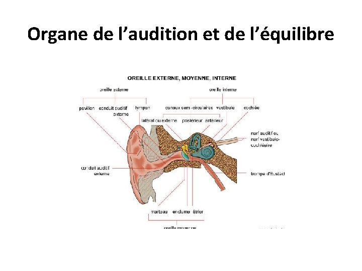 Organe de l’audition et de l’équilibre 