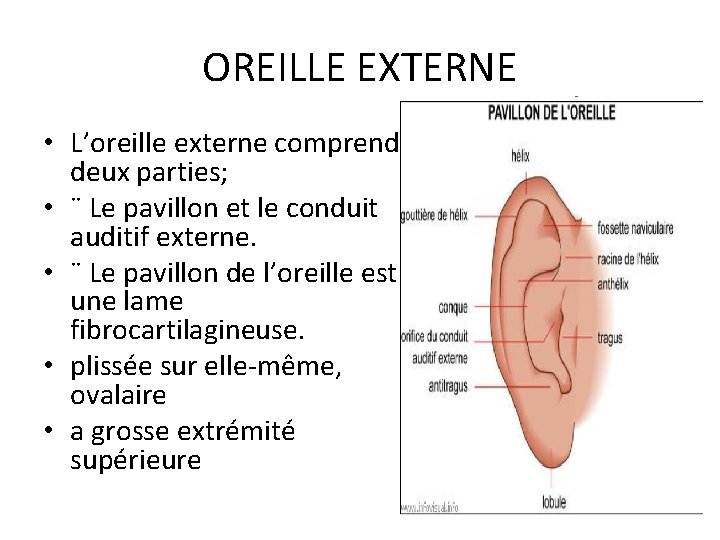 OREILLE EXTERNE • L’oreille externe comprend deux parties; • ¨ Le pavillon et le