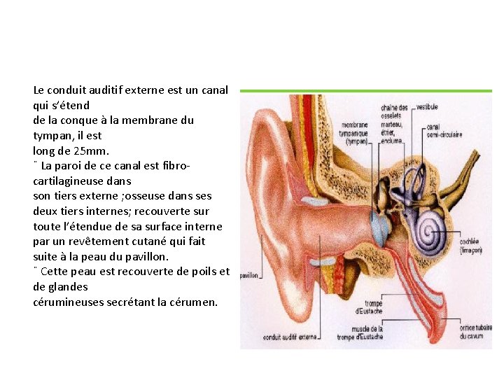 Le conduit auditif externe est un canal qui s’étend de la conque à la