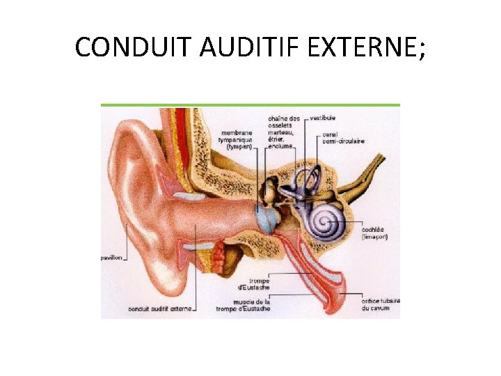 CONDUIT AUDITIF EXTERNE; 