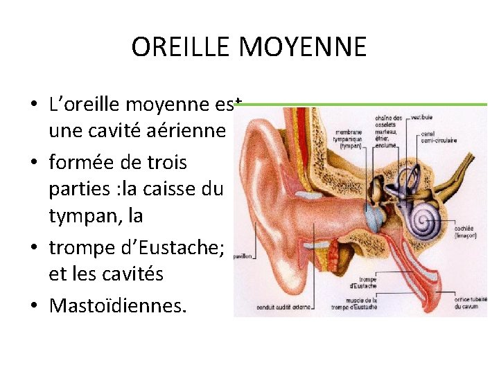 OREILLE MOYENNE • L’oreille moyenne est une cavité aérienne • formée de trois parties