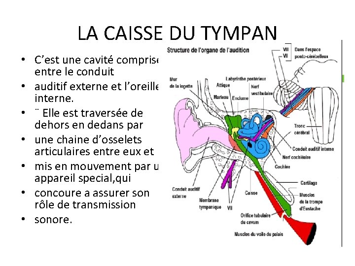 LA CAISSE DU TYMPAN • C’est une cavité comprise entre le conduit • auditif