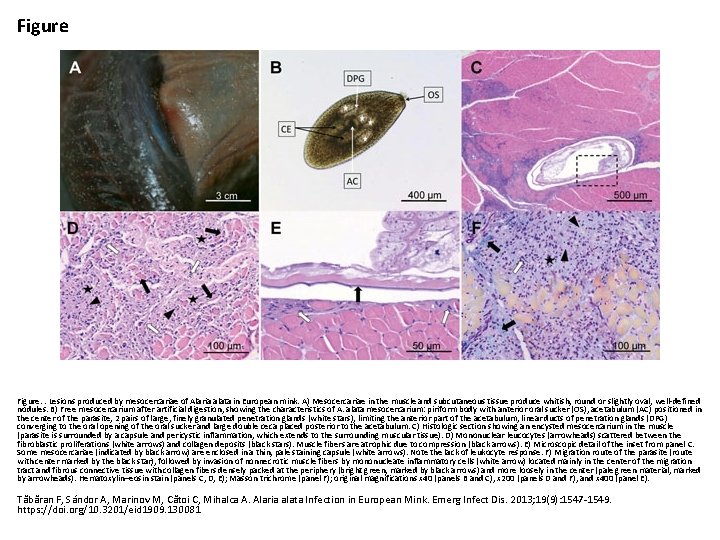 Figure. . Lesions produced by mesocercariae of Alaria alata in European mink. A) Mesocercariae