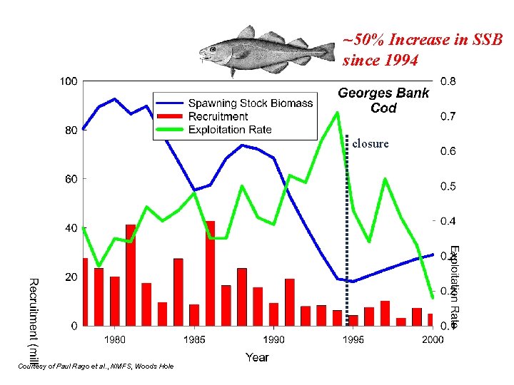 ~50% Increase in SSB since 1994 closure Courtesy of Paul Rago et al. ,