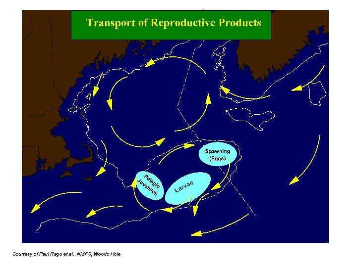 Courtesy of Paul Rago et al. , NMFS, Woods Hole 