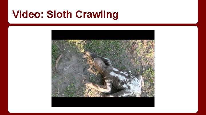 Video: Sloth Crawling 