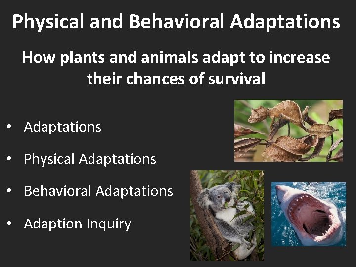Physical and Behavioral Adaptations How plants and animals adapt to increase their chances of