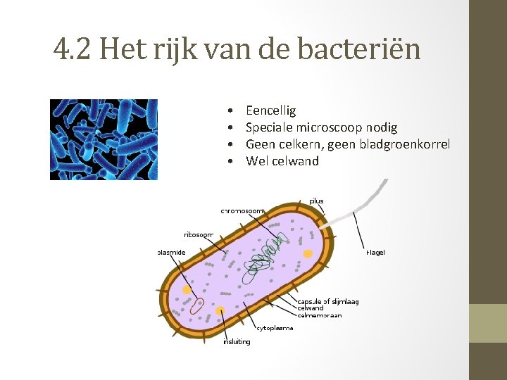 4. 2 Het rijk van de bacteriën • • Eencellig Speciale microscoop nodig Geen