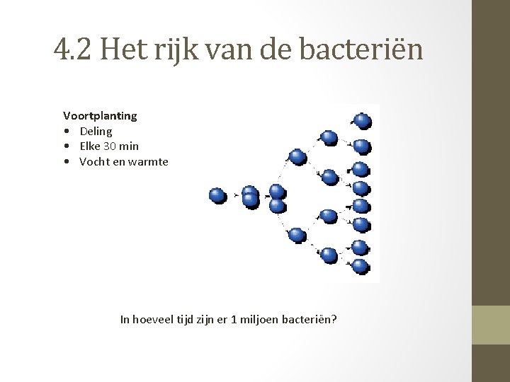 4. 2 Het rijk van de bacteriën Voortplanting • Deling • Elke 30 min