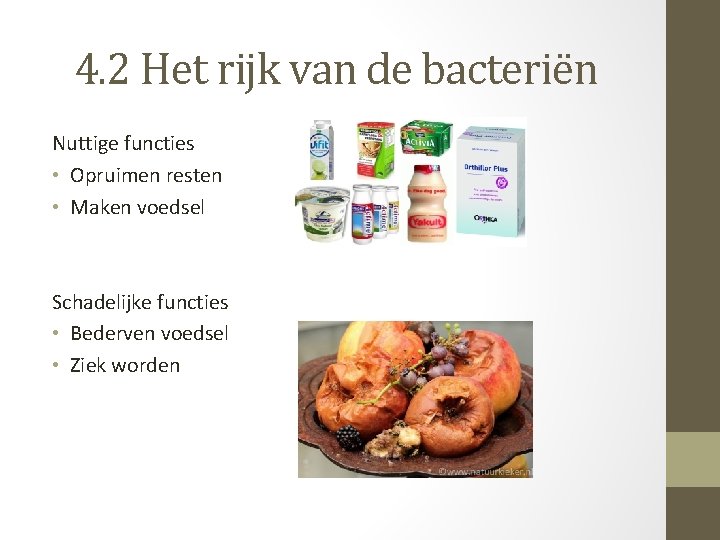 4. 2 Het rijk van de bacteriën Nuttige functies • Opruimen resten • Maken