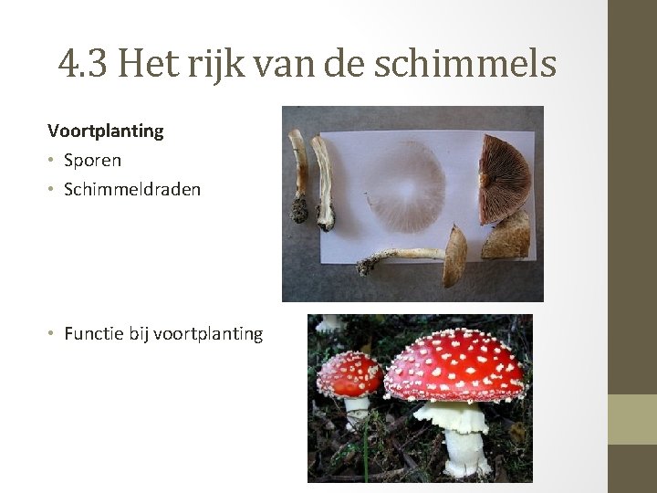 4. 3 Het rijk van de schimmels Voortplanting • Sporen • Schimmeldraden • Functie