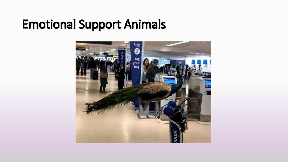 Emotional Support Animals 