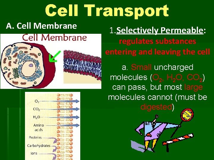Cell Transport A. Cell Membrane 1. Selectively Permeable: regulates substances entering and leaving the