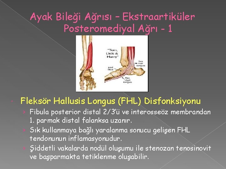 Ayak Bileği Ağrısı – Ekstraartiküler Posteromediyal Ağrı - 1 Fleksör Hallusis Longus (FHL) Disfonksiyonu