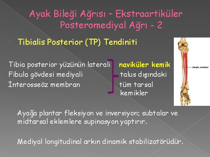 Ayak Bileği Ağrısı – Ekstraartiküler Posteromediyal Ağrı - 2 Tibialis Posterior (TP) Tendiniti Tibia