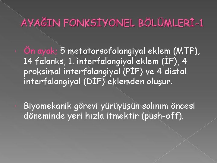 AYAĞIN FONKSİYONEL BÖLÜMLERİ-1 Ön ayak; 5 metatarsofalangiyal eklem (MTF), 14 falanks, 1. interfalangiyal eklem