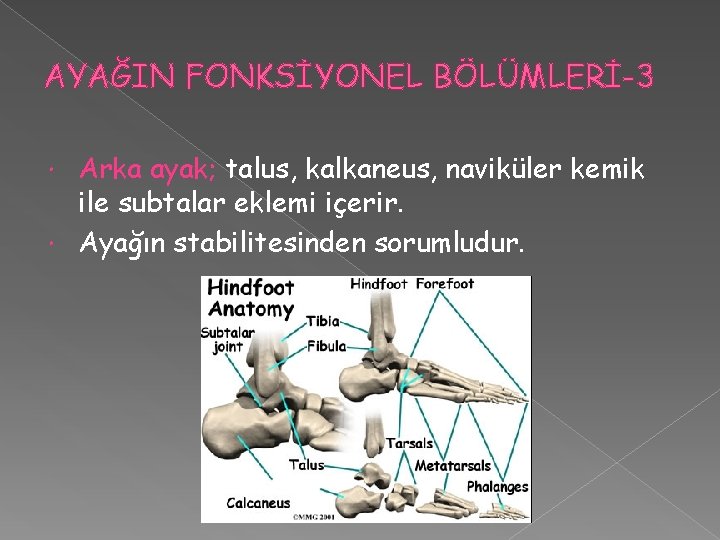 AYAĞIN FONKSİYONEL BÖLÜMLERİ-3 Arka ayak; talus, kalkaneus, naviküler kemik ile subtalar eklemi içerir. Ayağın