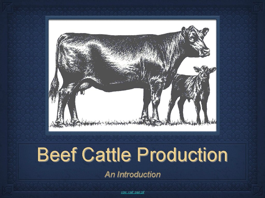Beef Cattle Production An Introduction cow_calf_pair. gif 