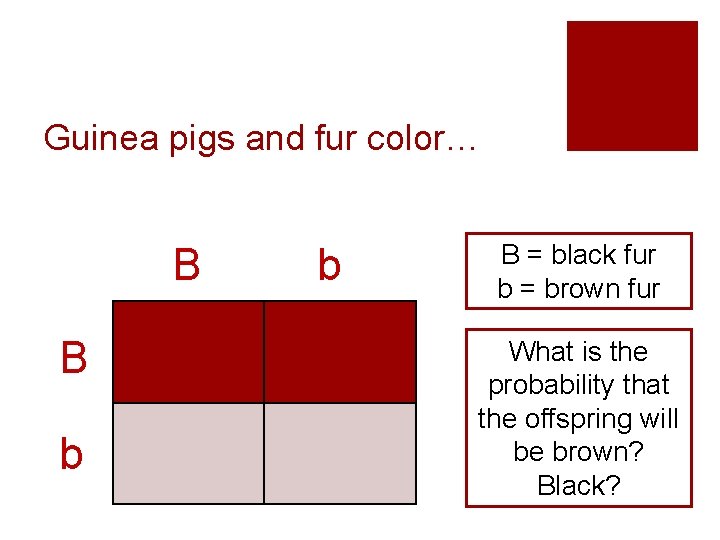 Guinea pigs and fur color… B B b b B = black fur b