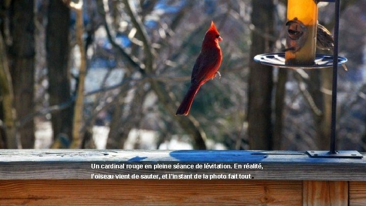 Un cardinal rouge en pleine séance de lévitation. En réalité, l’oiseau vient de sauter,